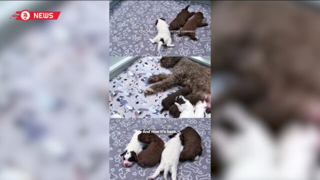 بث مباشر لجراء في فنلندا يحصد ملايين المشاهدات.. ما سرّ شعبيته؟