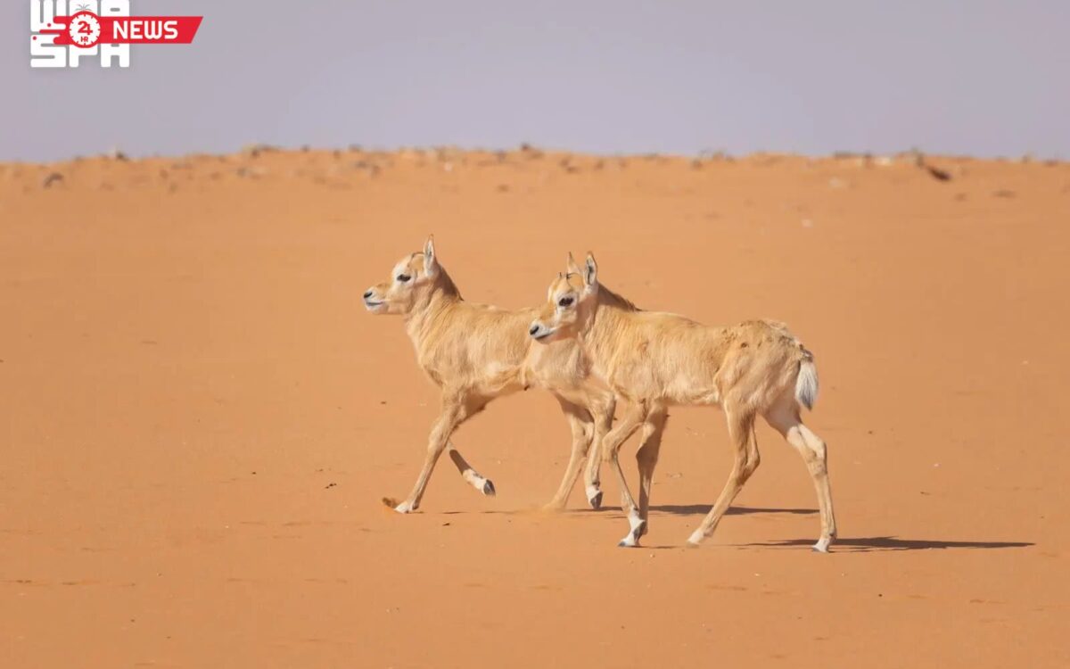 السعودية: تسجيل 19 مولوداً لحيوانات مهددة بالانقراض في محميتين ملكيتين