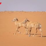 السعودية: تسجيل 19 مولوداً لحيوانات مهددة بالانقراض في محميتين ملكيتين