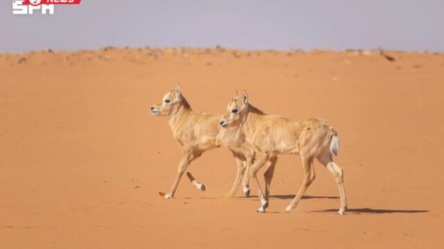 السعودية: تسجيل 19 مولوداً لحيوانات مهددة بالانقراض في محميتين ملكيتين
