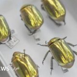من خنافس ذهبية إلى اكتشافات داروين: متحف رقمي جديد يعرض ملايين القطع ويحدث “نقلة هائلة” في فهمنا للعالم