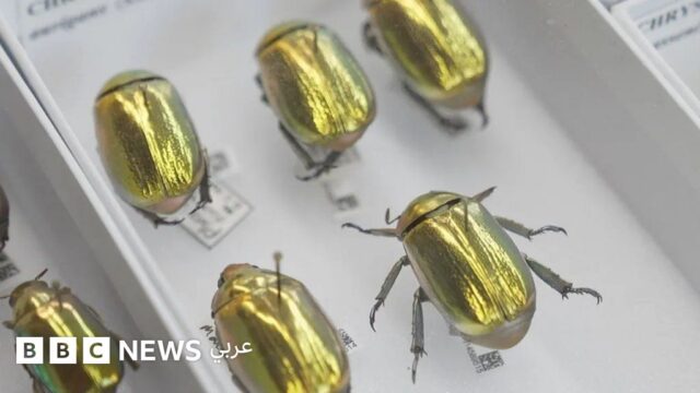 من خنافس ذهبية إلى اكتشافات داروين: متحف رقمي جديد يعرض ملايين القطع ويحدث “نقلة هائلة” في فهمنا للعالم