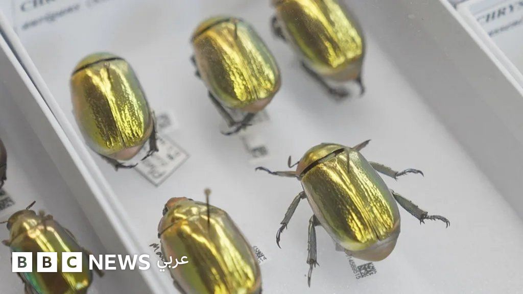 من خنافس ذهبية إلى اكتشافات داروين: متحف رقمي جديد يعرض ملايين القطع ويحدث “نقلة هائلة” في فهمنا للعالم