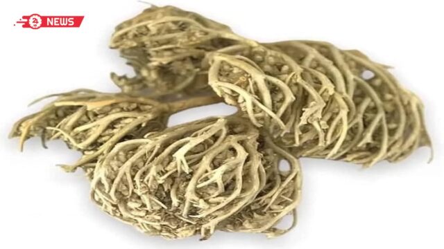 متى تشرب عشبة كف مريم للحمل؟ تعرفي على فوائدها ومخاطرها